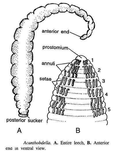 Acanthobdella