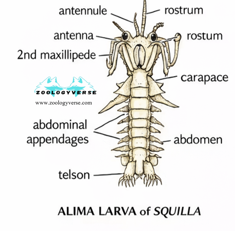 Larval Forms of Crustaceans