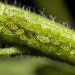 Aphids