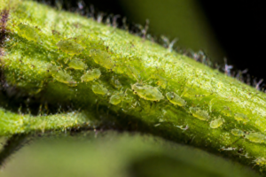 Aphids