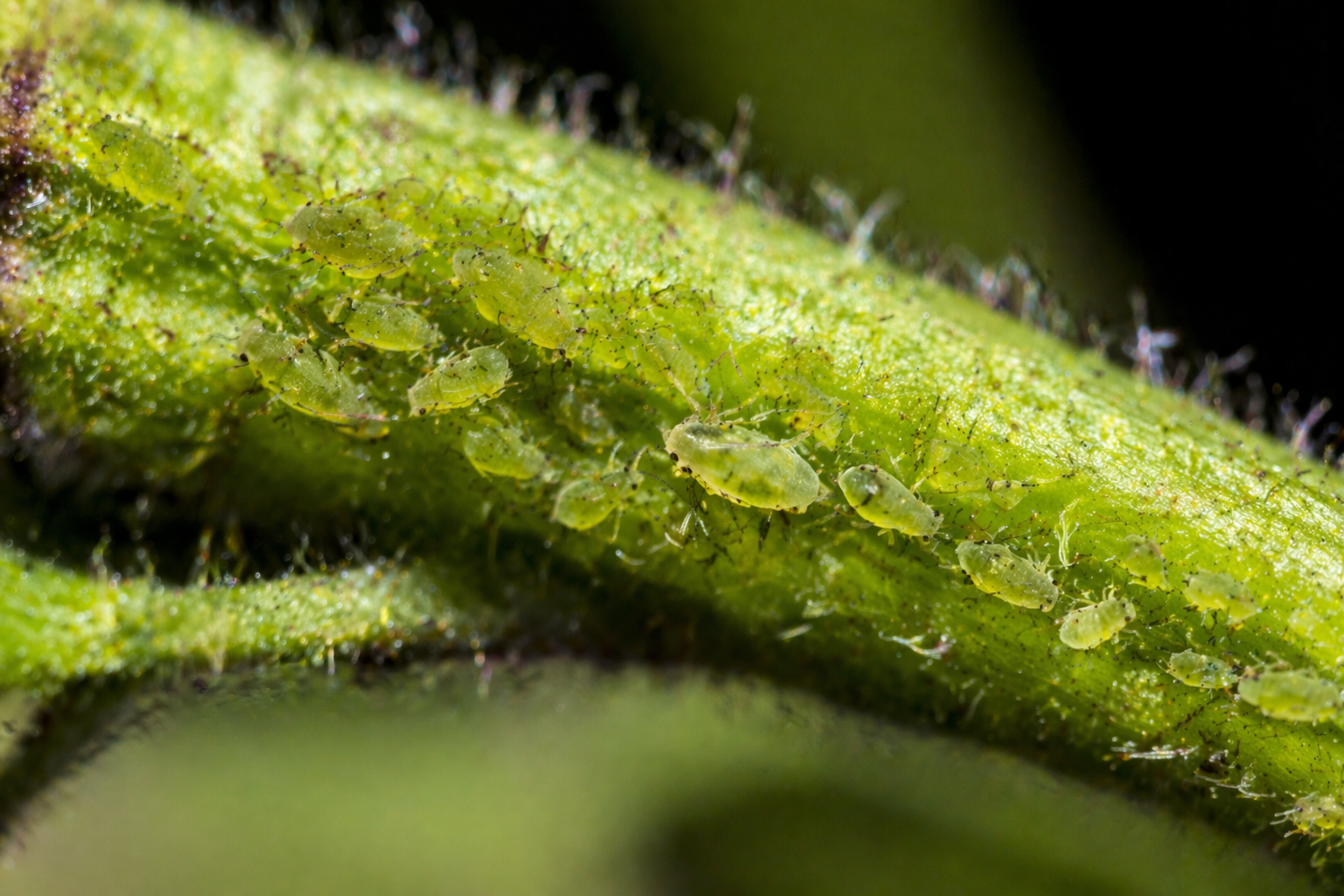 Aphids