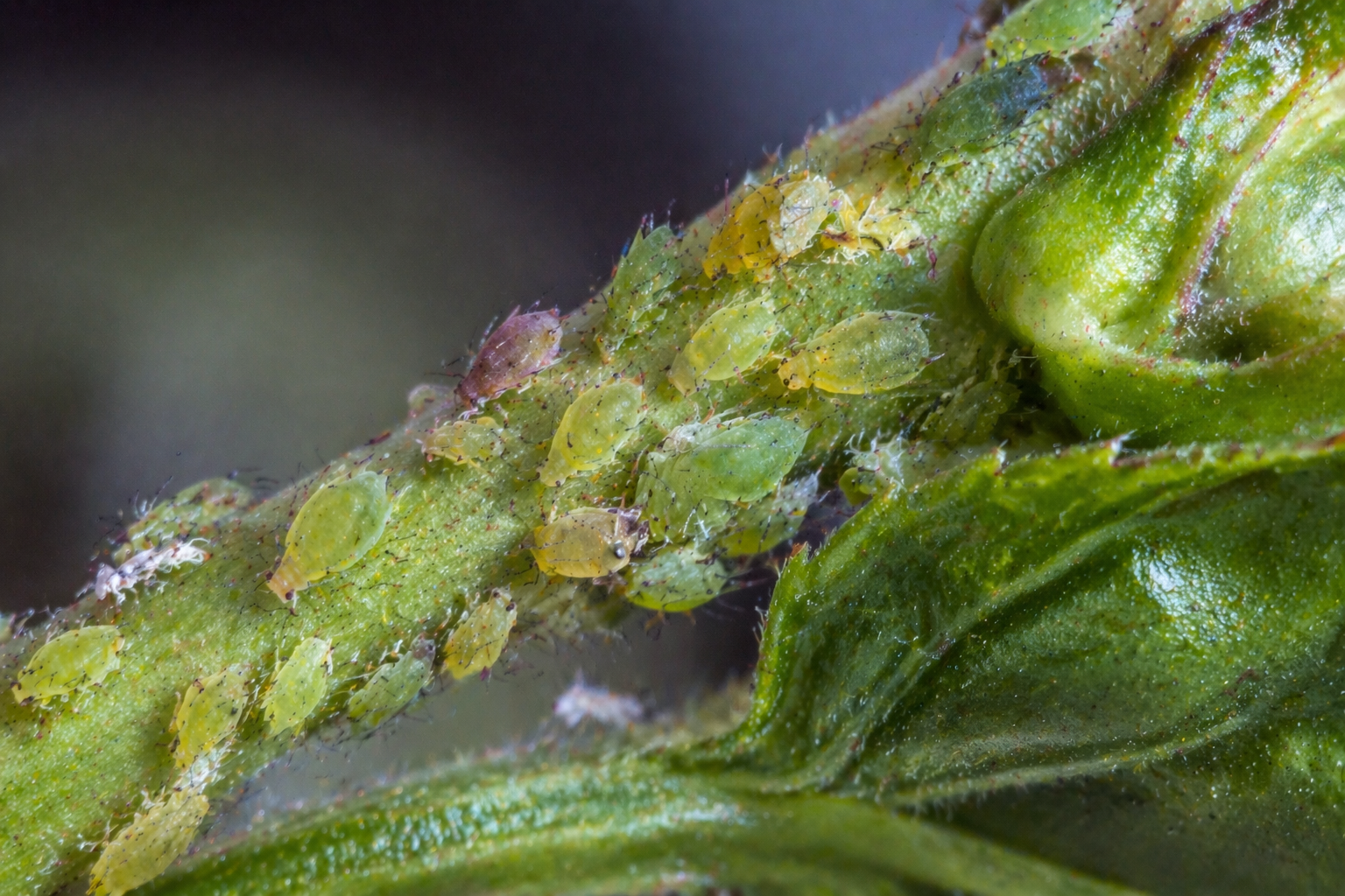 Aphids