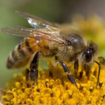 Apis indica (Honey Bee)