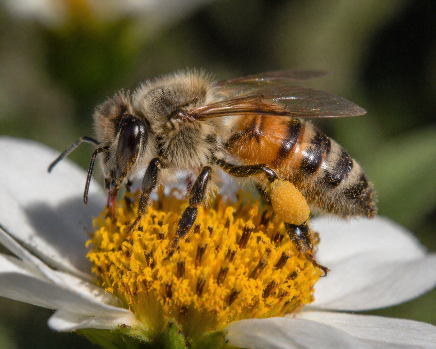 Apis indica (Honey Bee)