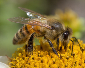 Apis indica (Honey Bee)