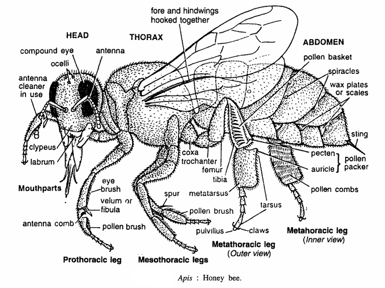 Apis indica (Honey Bee)
