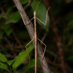 Carausius (Stick Insect)
