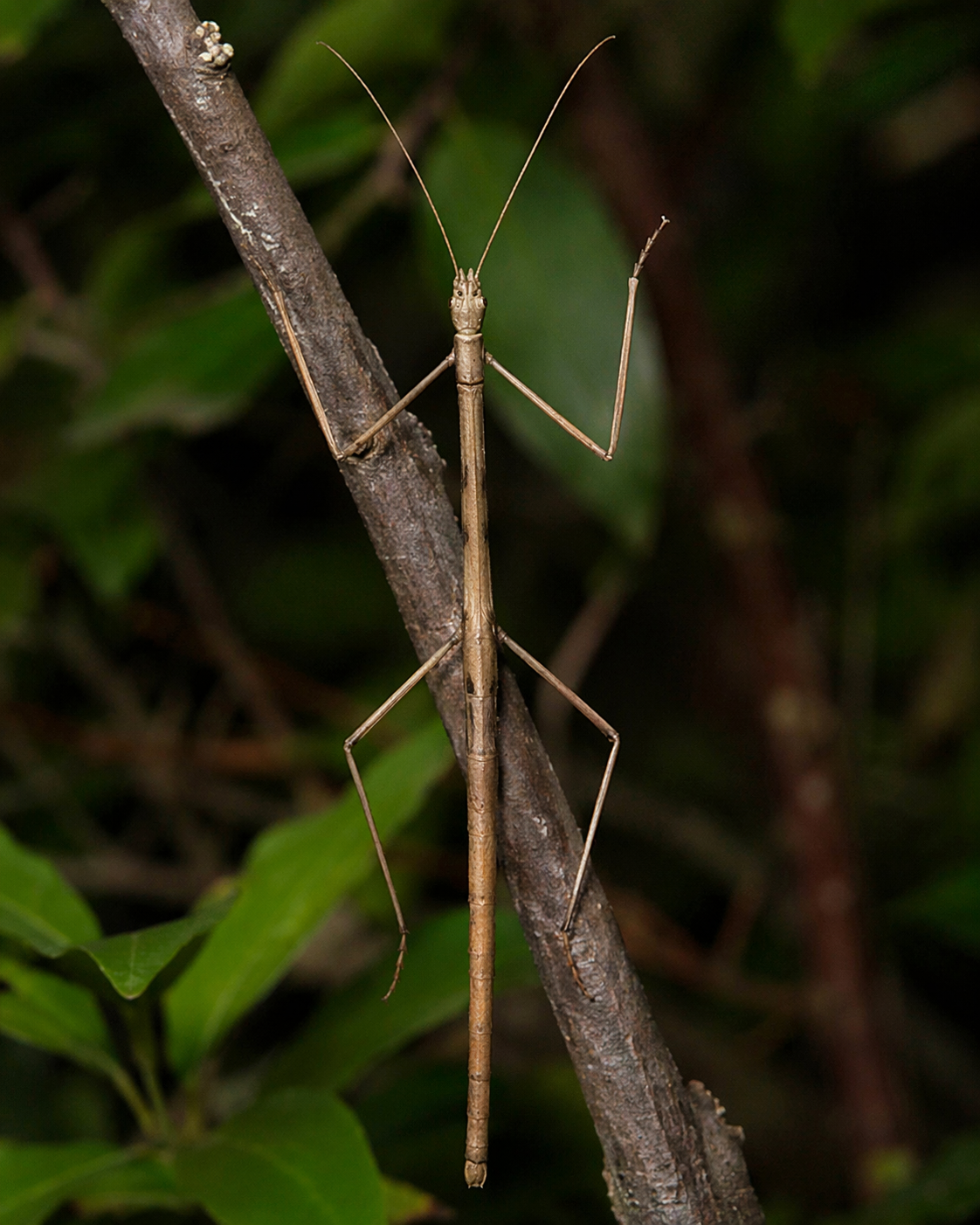 Carausius (Stick Insect)