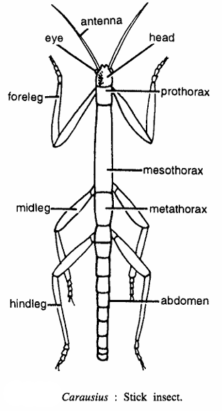 Carausius (Stick Insect)