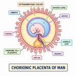Placenta in Mammals (Placentation)