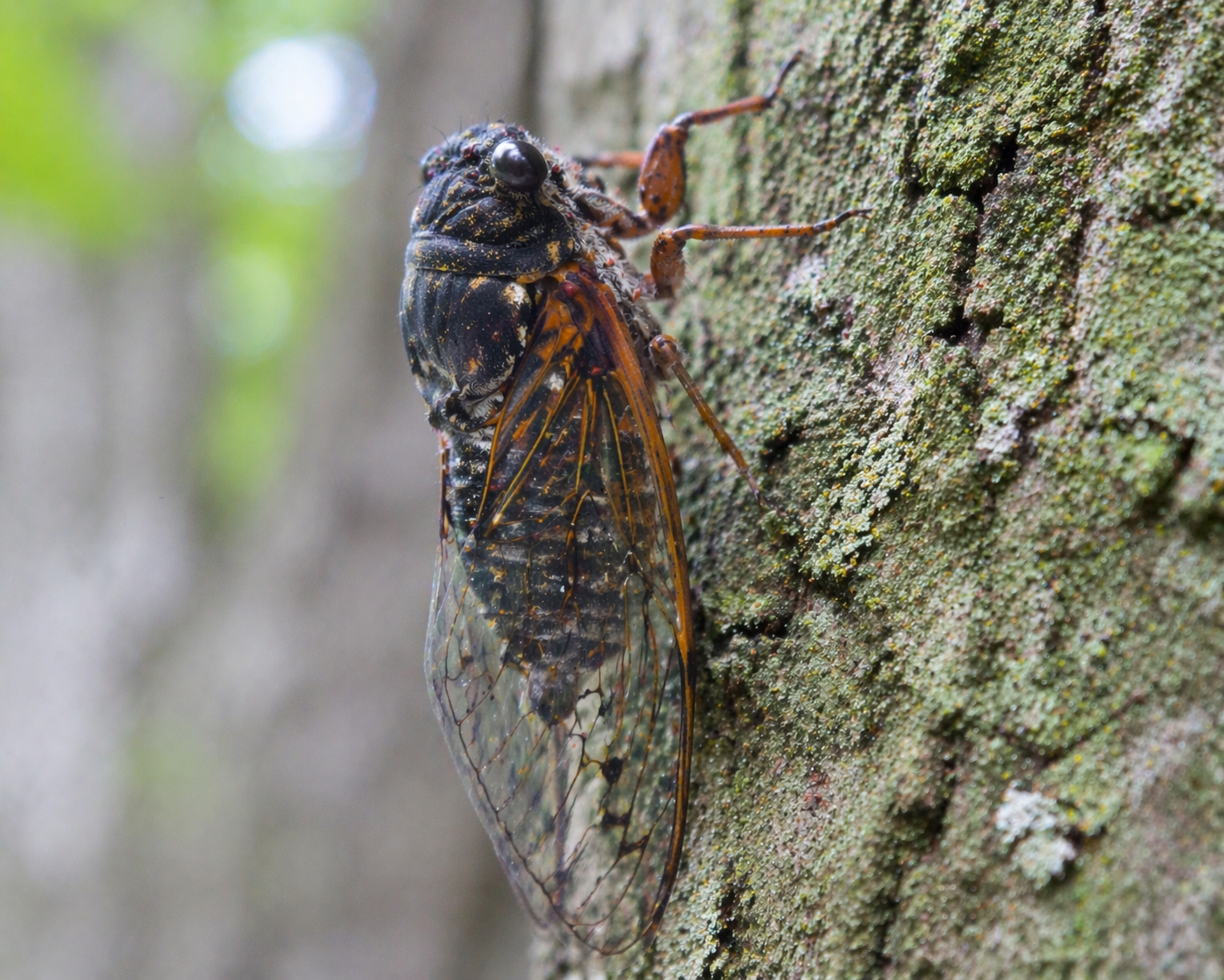 Classification of Cicada