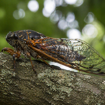 Cicada