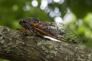 Classification of Cicada