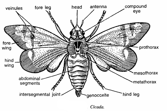 Classification of Cicada