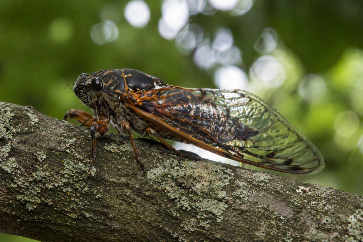 Classification of Cicada
