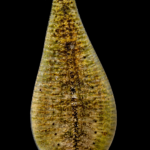 Clepsine (Glossiphonia)