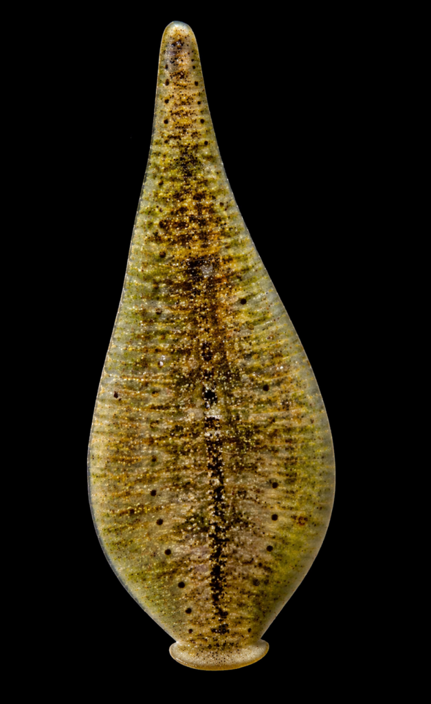 Clepsine (Glossiphonia)