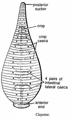Clepsine (Glossiphonia)