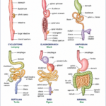 Digestive System in Vertebrates