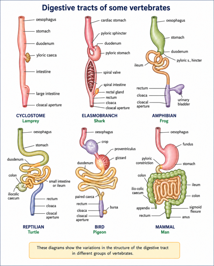 Digestive System in Vertebrates