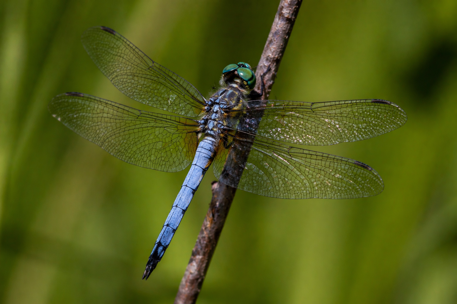 DragonFly