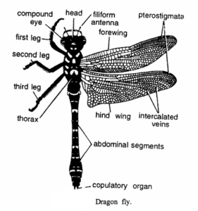 DragonFly | Zoologyverse