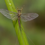 Ephimera (Mayfly)