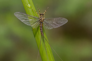 Ephimera (Mayfly)