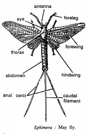 Ephimera (Mayfly)