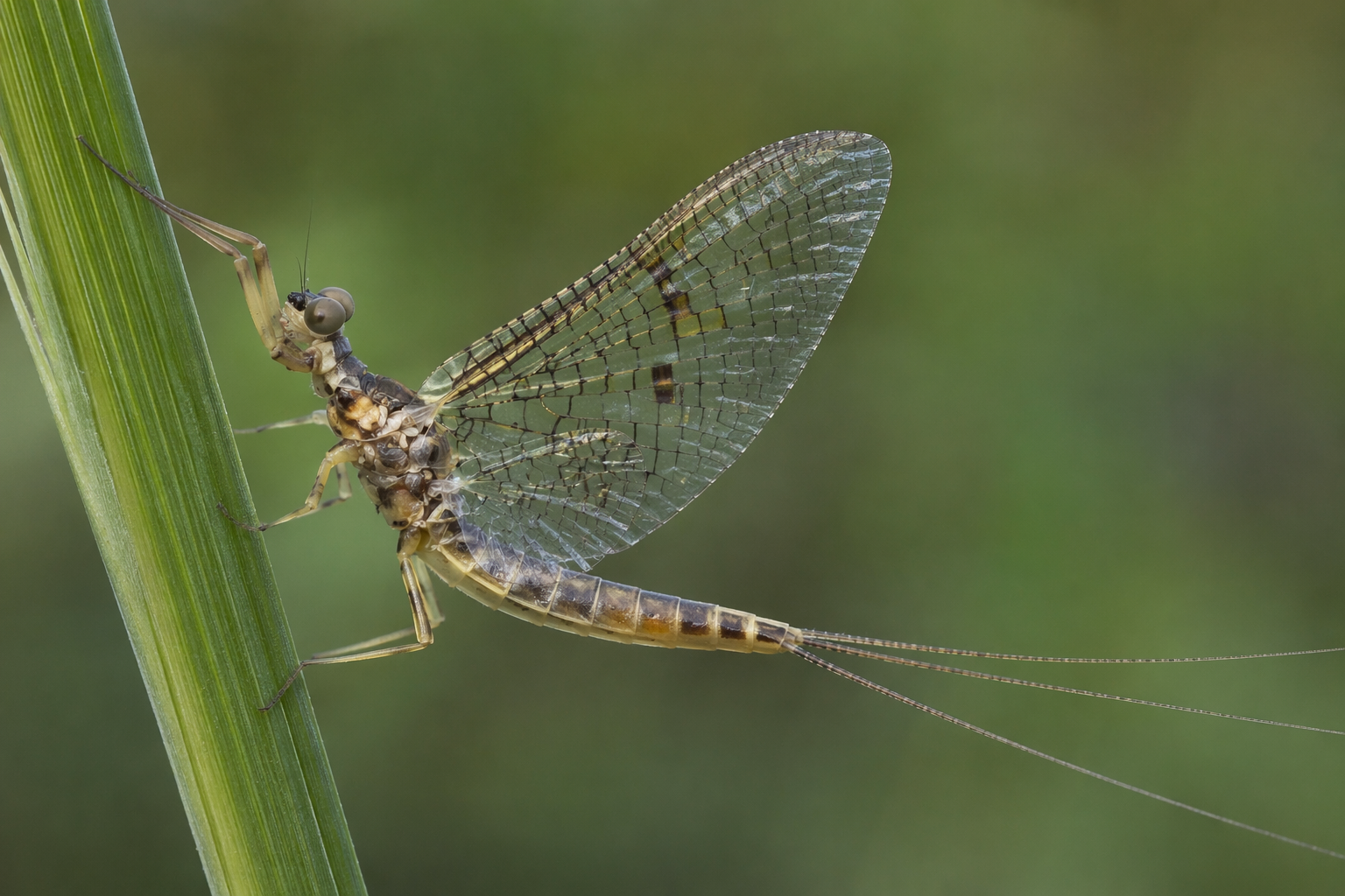 Ephimera (Mayfly)
