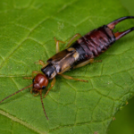 Forficula (Earwig)