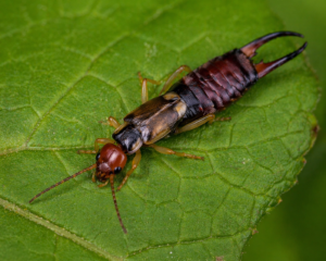 Forficula (Earwig)