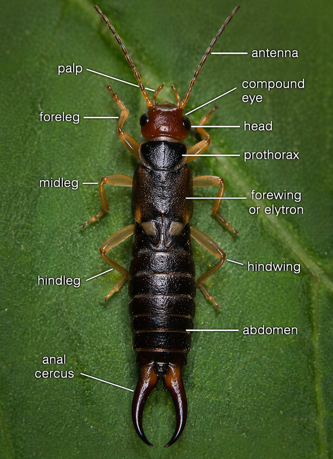 Forficula (Earwig)