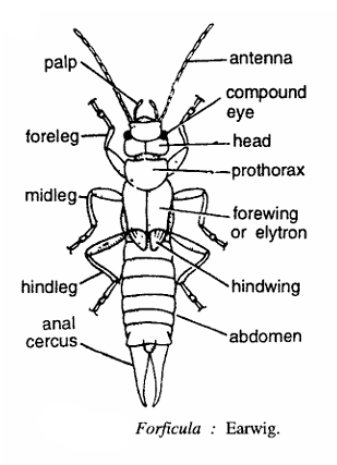 Forficula (Earwig)