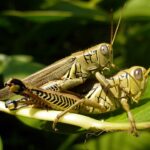 Melanoplus (Grasshopper)