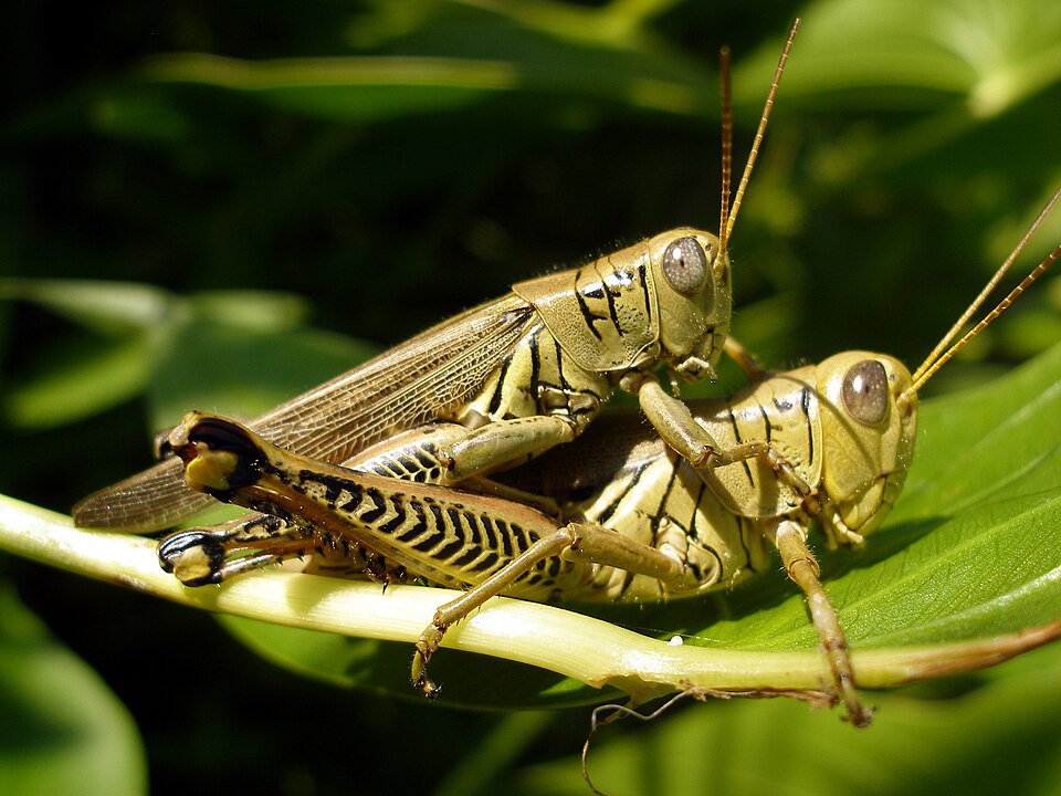 Melanoplus (Grasshopper)