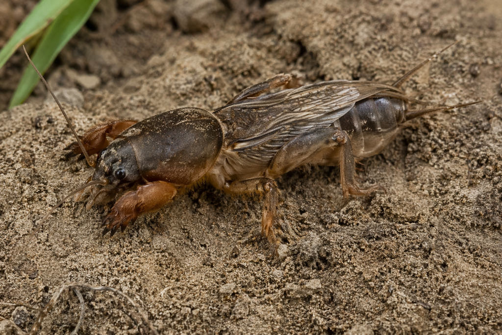 Gryllotalpa