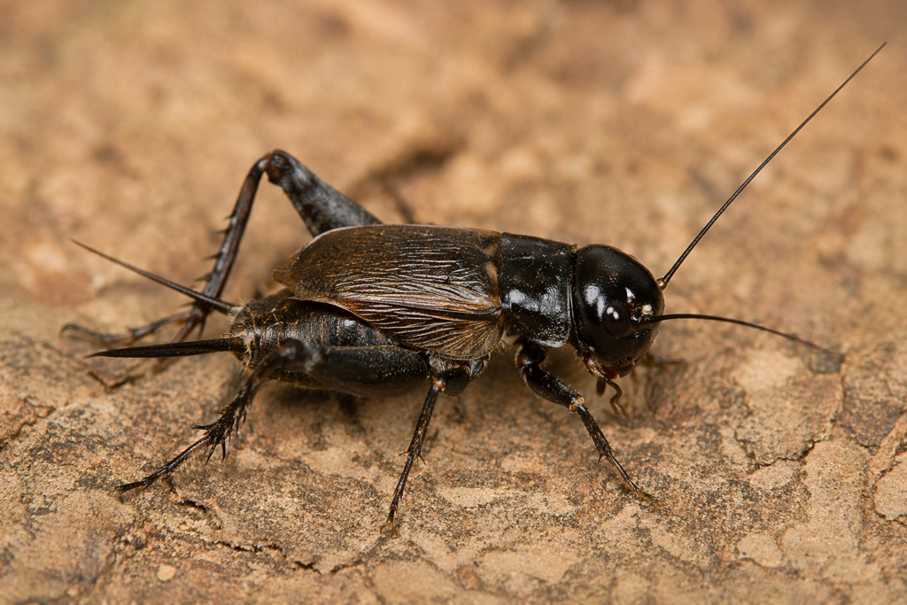 Gryllus