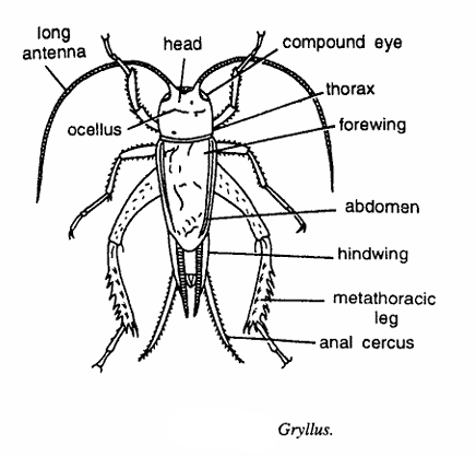 Gryllus