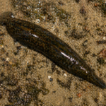 Hirudinaria granulosa