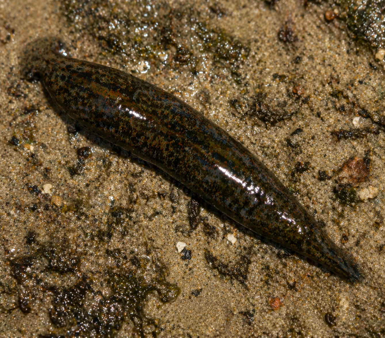 Hirudinaria granulosa