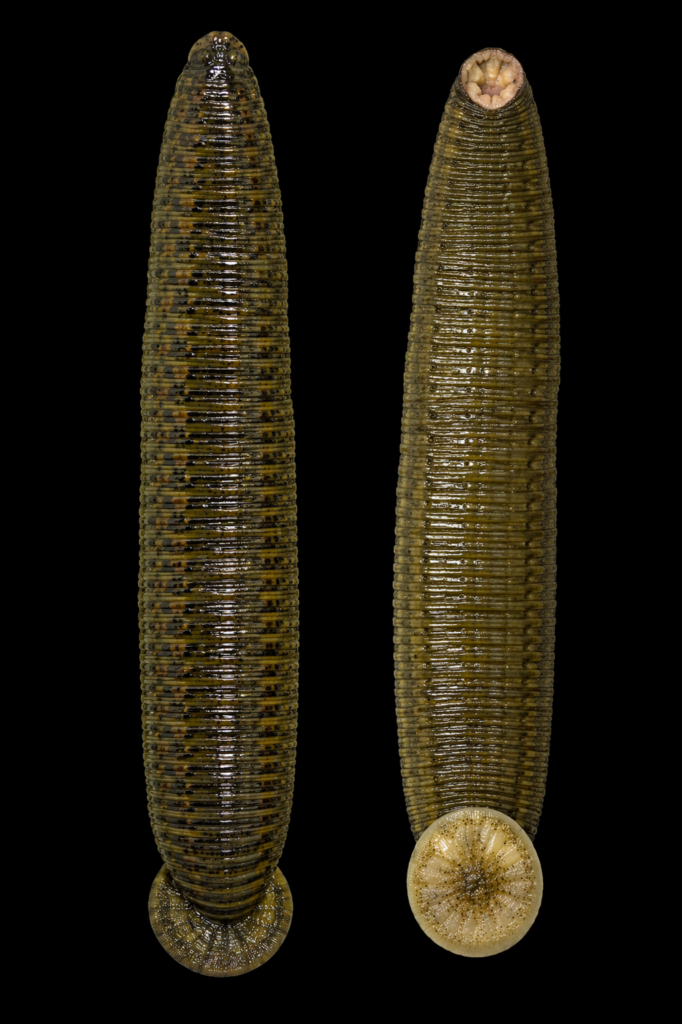 Hirudinaria granulosa