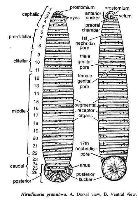 Hirudinaria granulosa