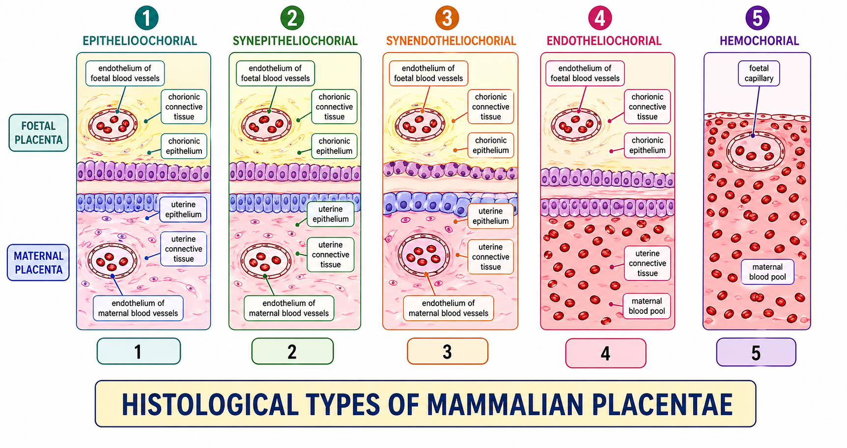 Chorial Placenta in Mammals (Placentation) | Zoologyverse
