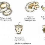 Larval forms of Mollusca