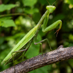 Mantis religiosa (Praying Mantis)