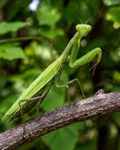 Mantis religiosa (Praying Mantis)