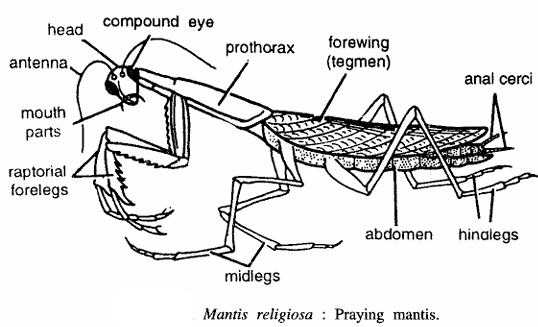 Mantis religiosa (Praying Mantis)