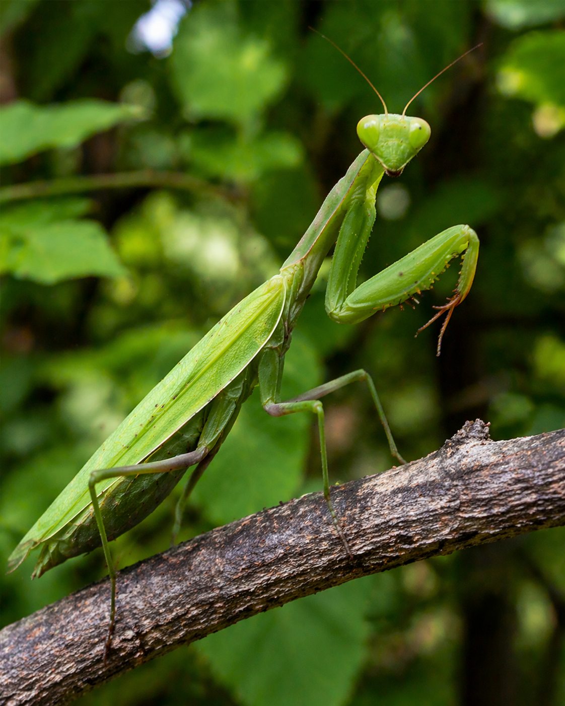 Mantis religiosa (Praying Mantis)
