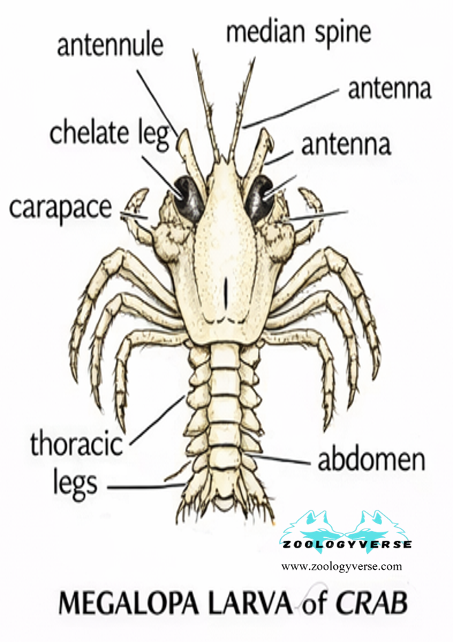 Larval Forms of Crustaceans
